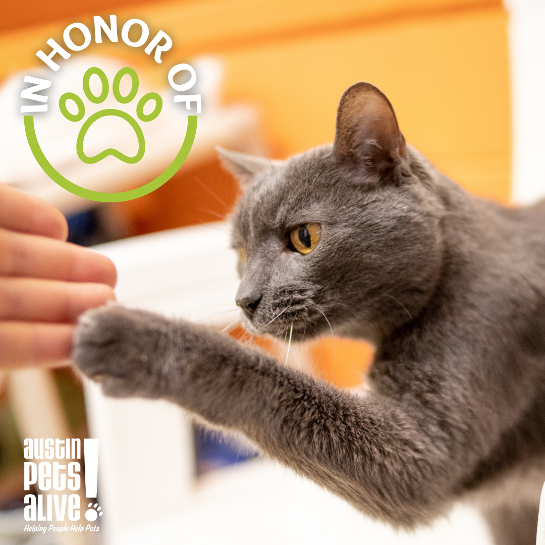 Honor of Cat