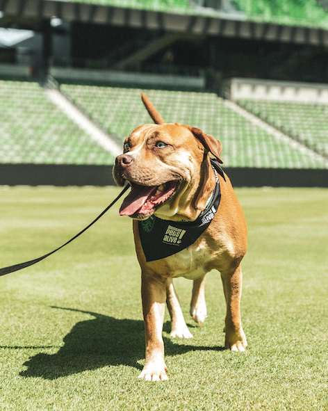 Austin FC and Austin Pets Alive! Announce Honorary Mascot Partnership APA 03606 - Austin FC and Austin Pets Alive! Announce Honorary Mascot Partnership