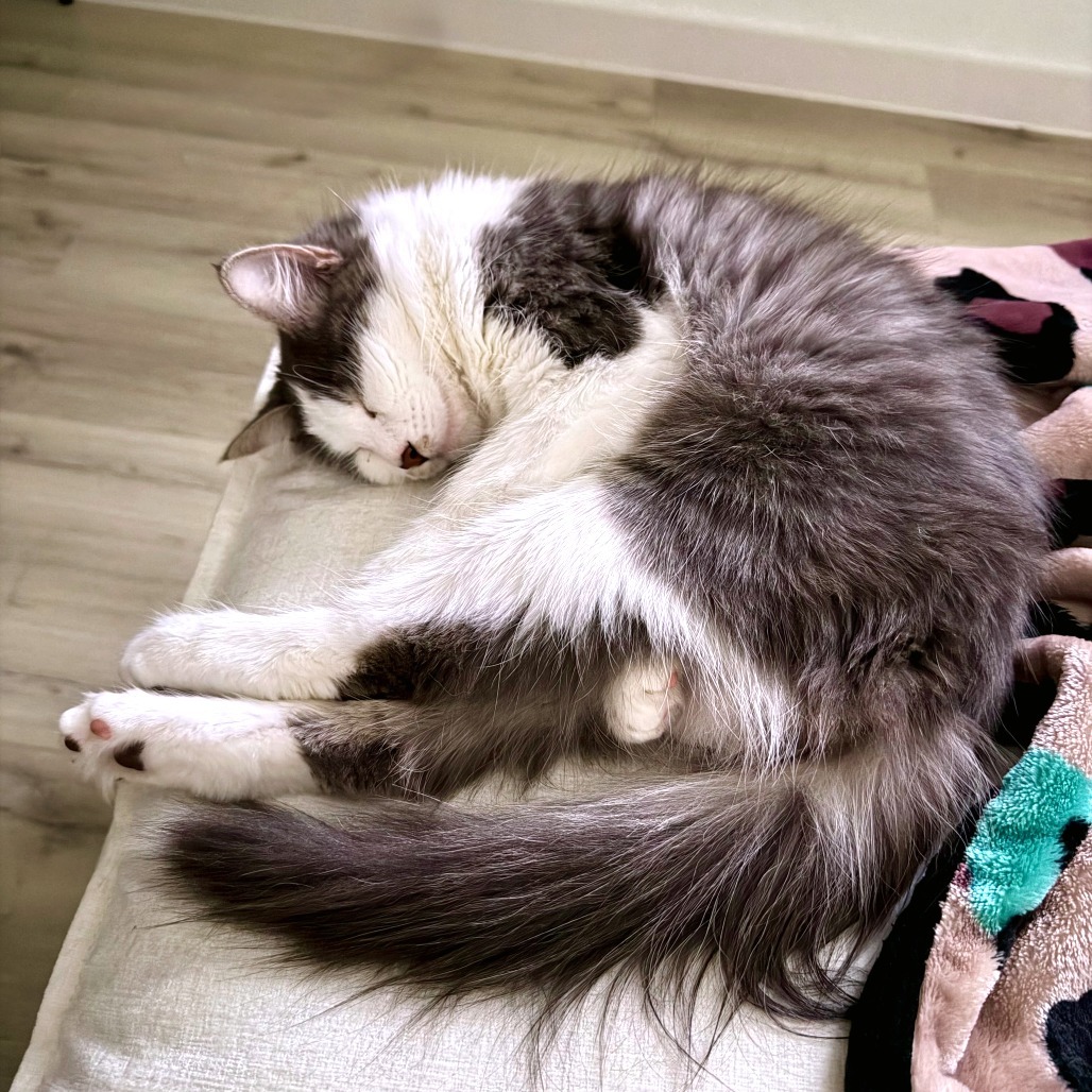Helping Pets Adjust to New Homes: the 3-