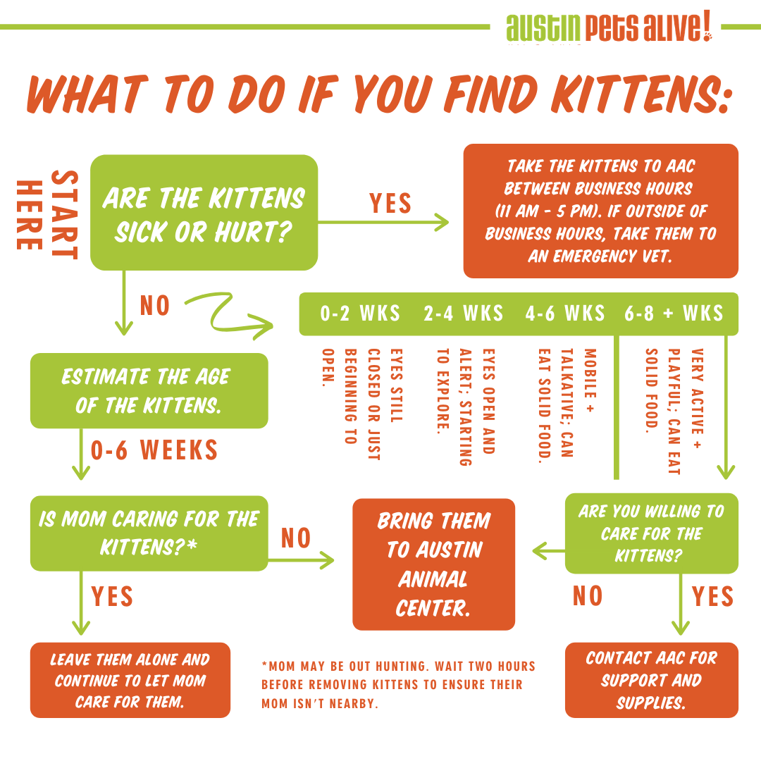 Found Kittens Graphic 1
