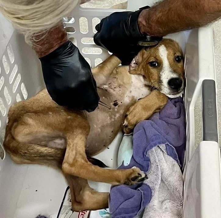Screwworm Blog Post - IMPORTANT UPDATE FROM DR. ELLEN JEFFERSON: Protecting Texas Pets from the New World Screwworm