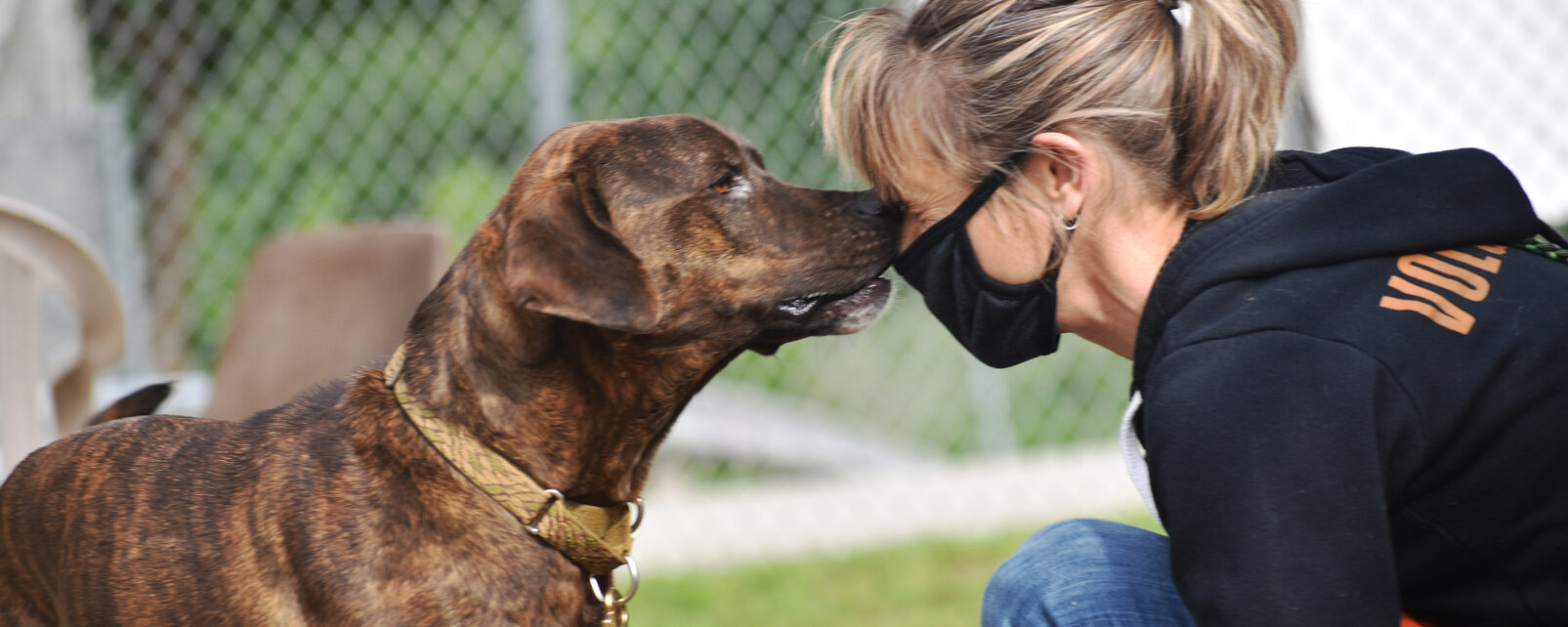 2021 04 20 13 15 42 jenn apadogs gmail com Ricky 92563 Ricky1 jl