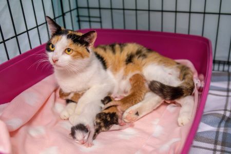 Mama Cat Nursing Kittens