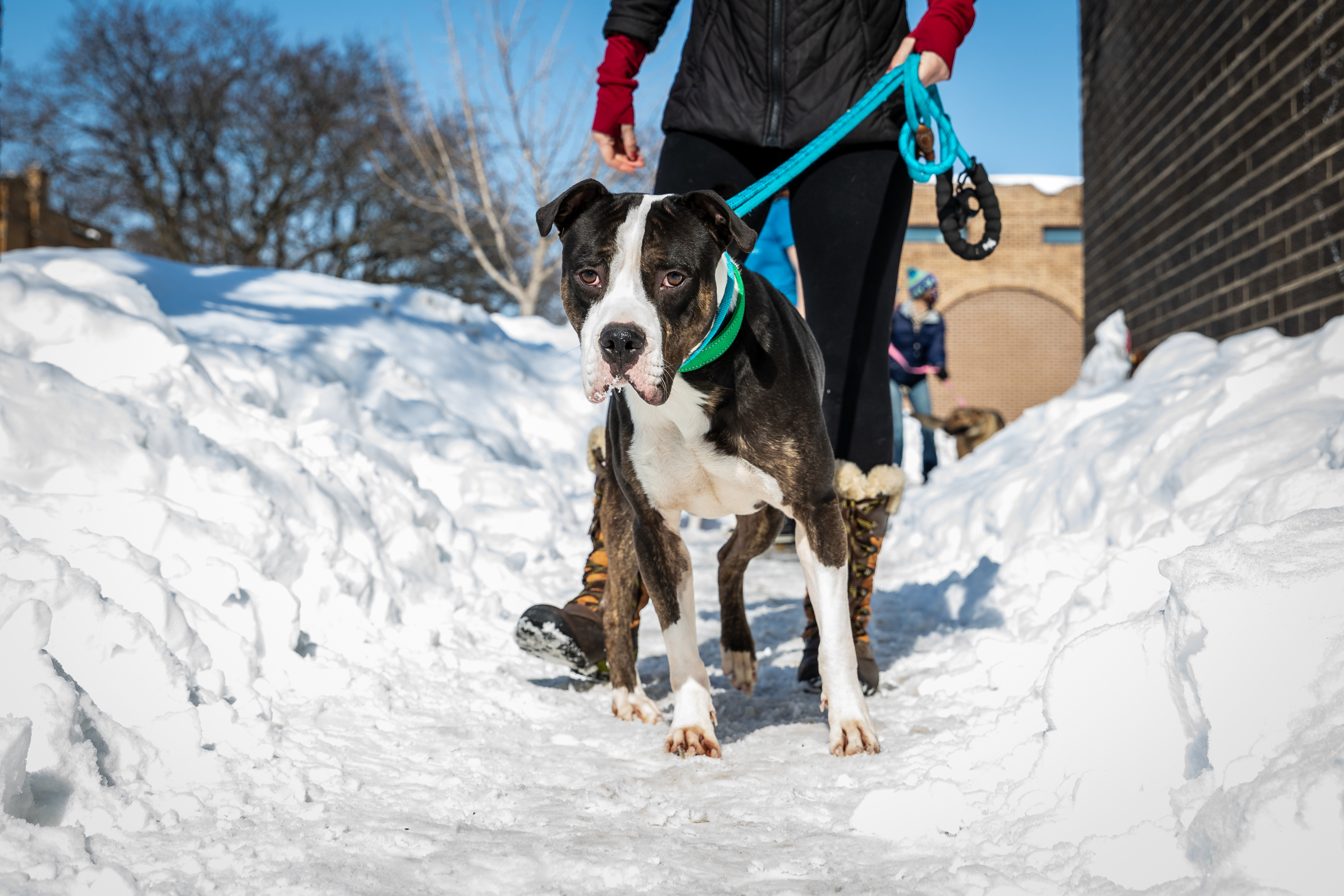 Cold Weather Prep for Pets: How to Help or Get Help