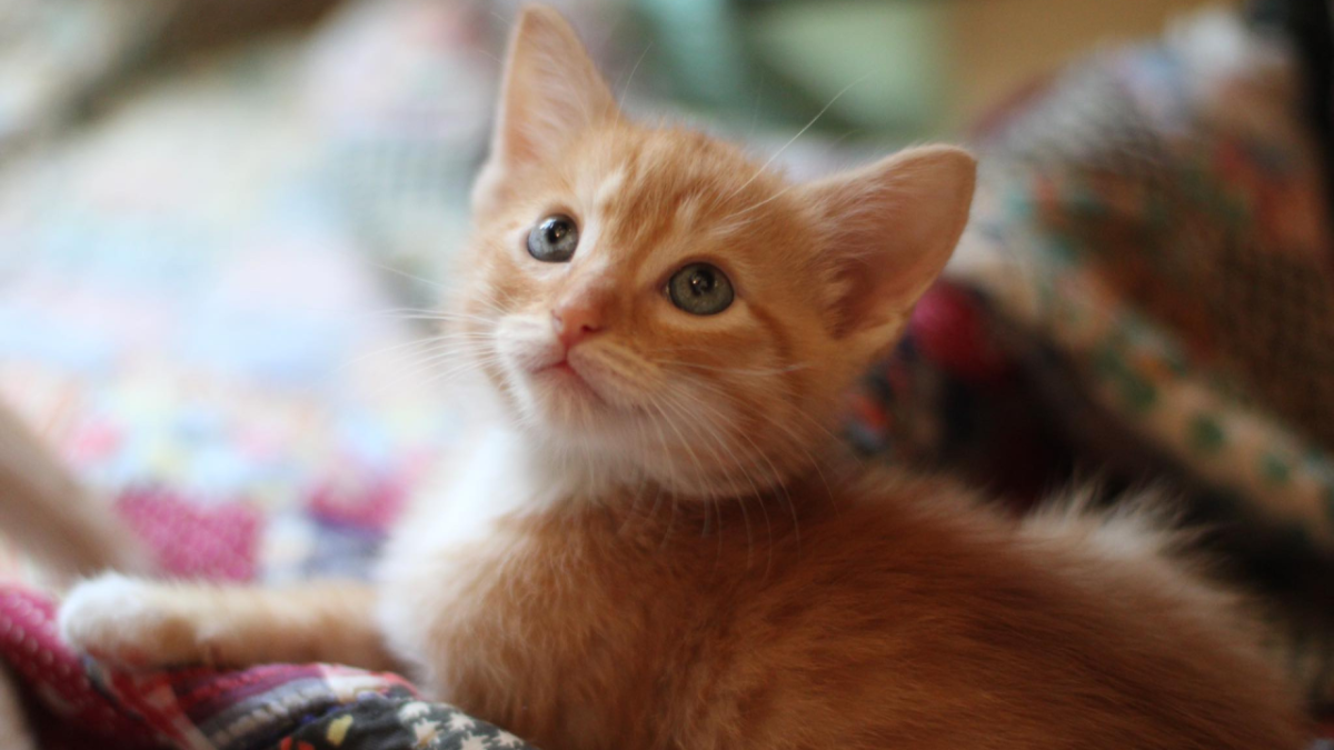 Red Banner cat