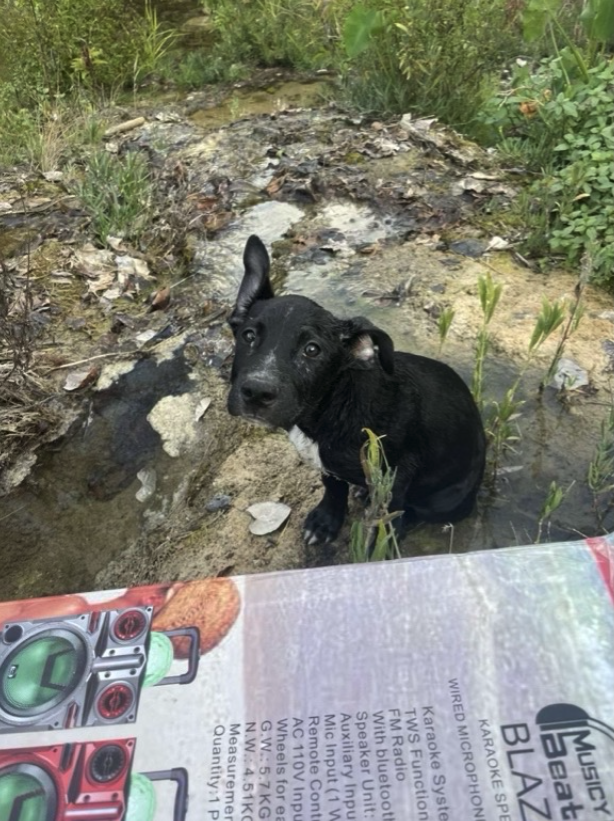 Puppy Found in the River, Survived a Deadly Disease was Given Second Chance