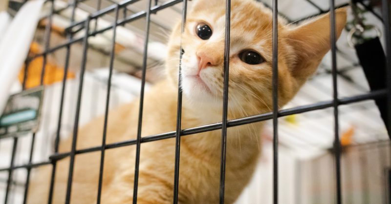places to adopt kittens near me