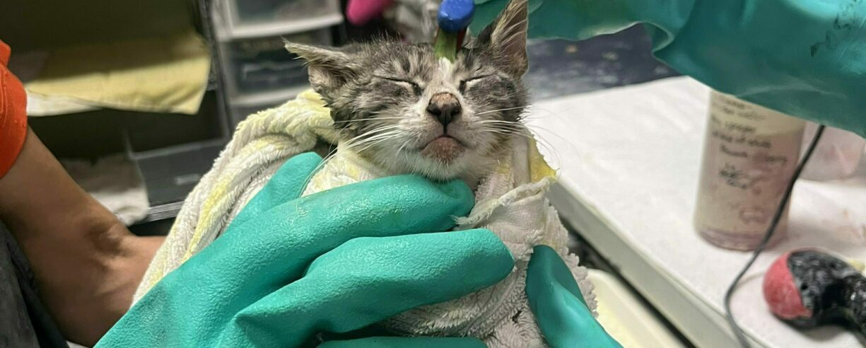 Specialty Cat Fund