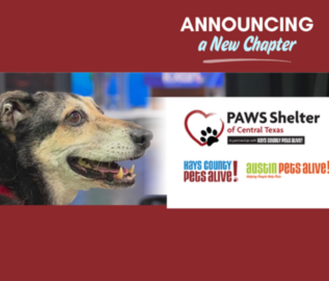 Austin Pets Alive! | Leonard Cohen