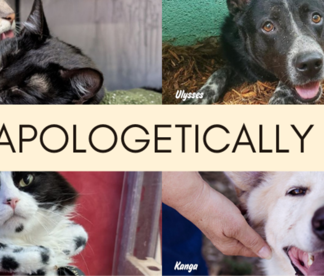 Unapologetically Me Blog Banner