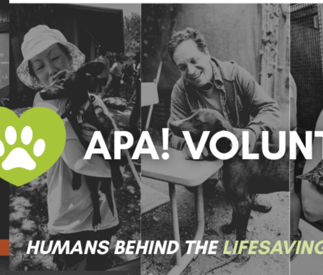 Volunteer Week Blog Banner