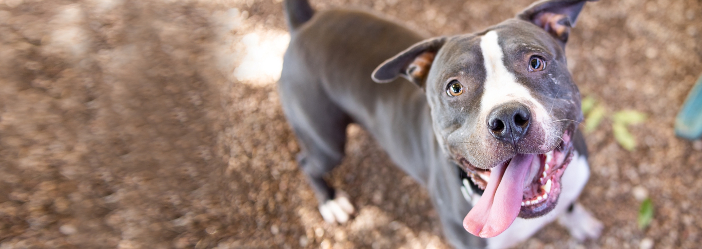 Dog Banner