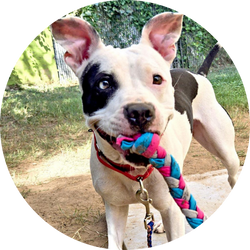 Dog Day Out Program Thumb