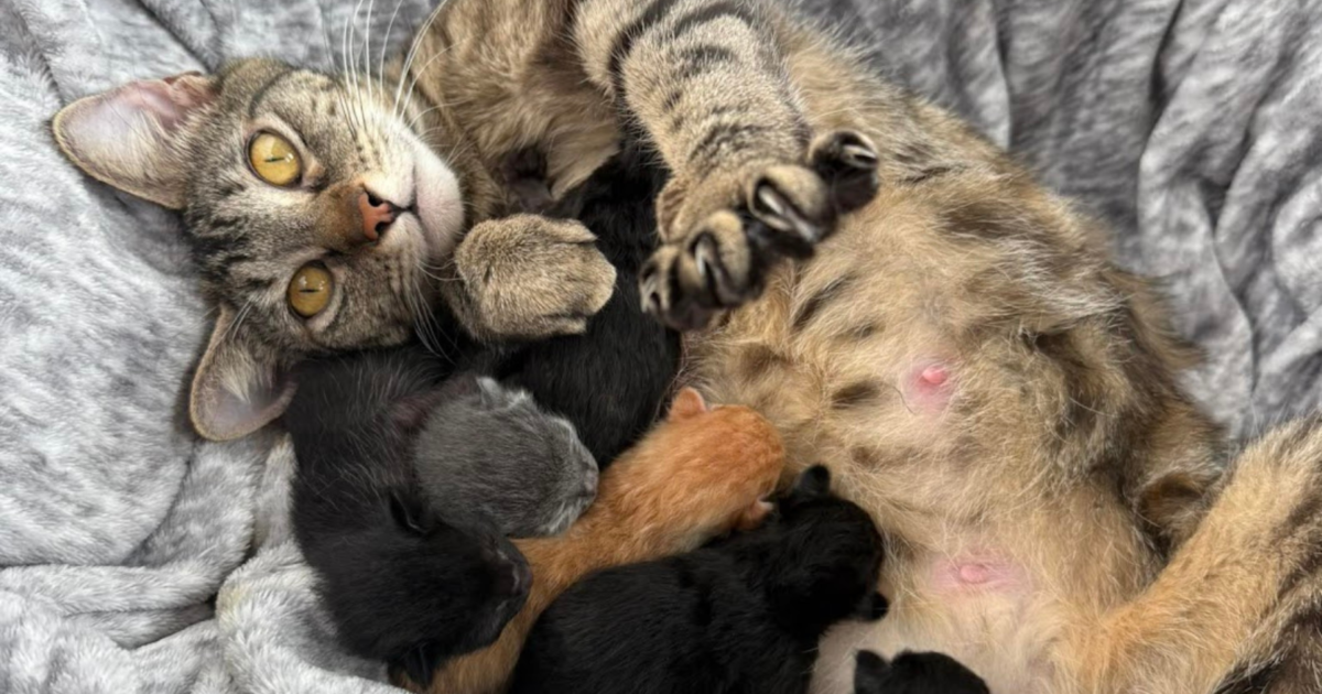 Expectant Moms Program Postcard copy - An Urgent Message from Dr. Jefferson: Austin, We Need You to Speak Up for Pregnant Cats and Dogs in Our Shelters - TODAY