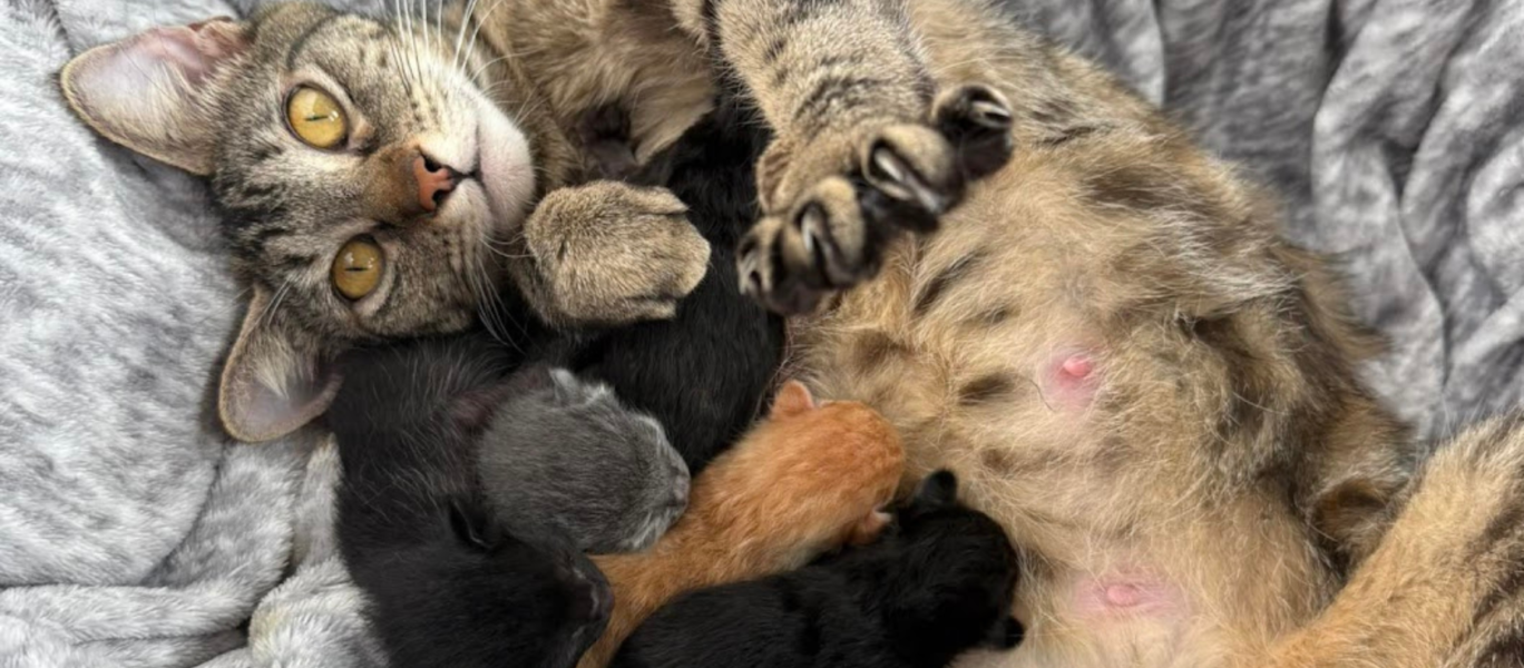 Expectant Moms Program Postcard copy