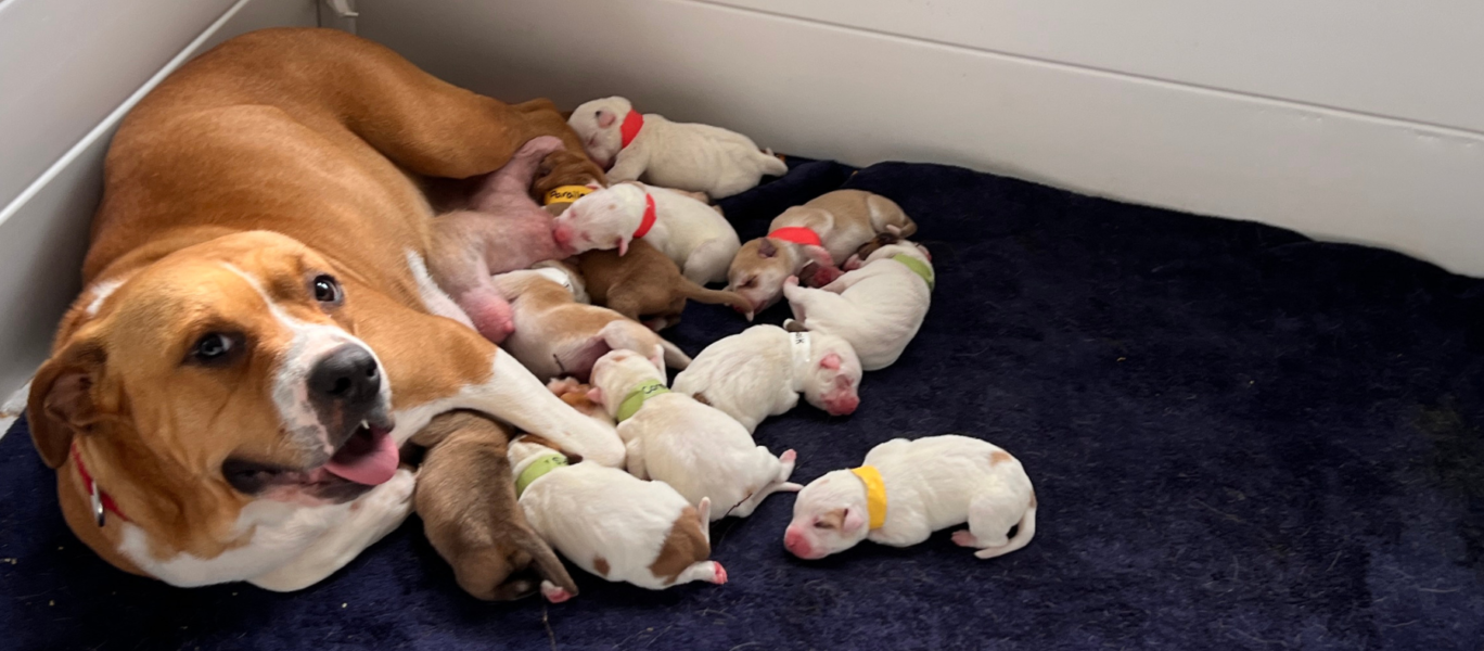 Expectant Moms Program Postcard