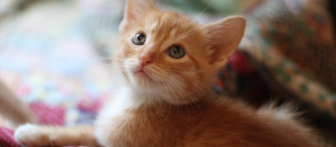 Kitten Season Blog