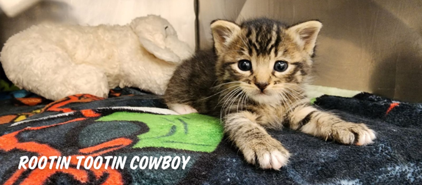 Neontae kitten fosters