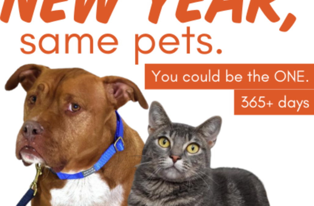 New Year Same Pets Blog Banner1