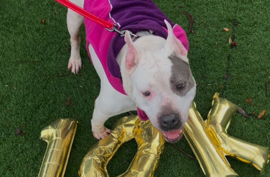 Screen Shot 2025 01 30 at 11 54 02 AM