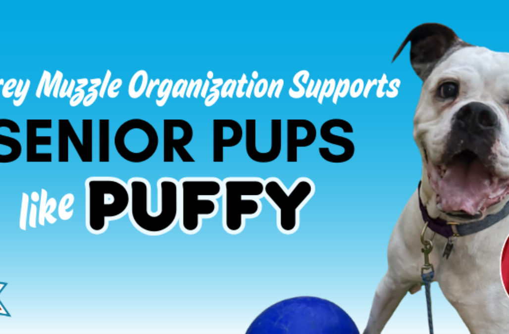 The Grey Muzzle Organization Grant Recipient