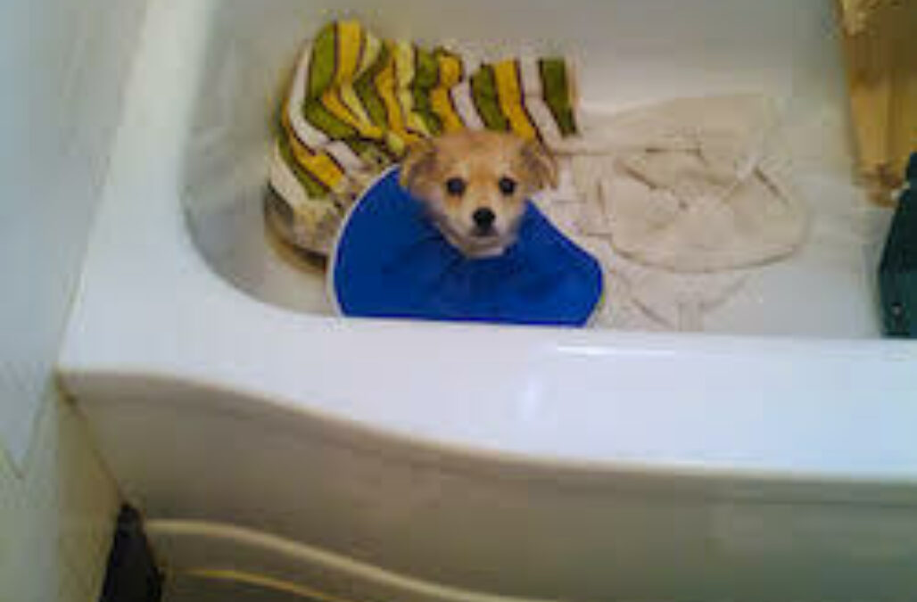 Bathroom Parvo Puppies1
