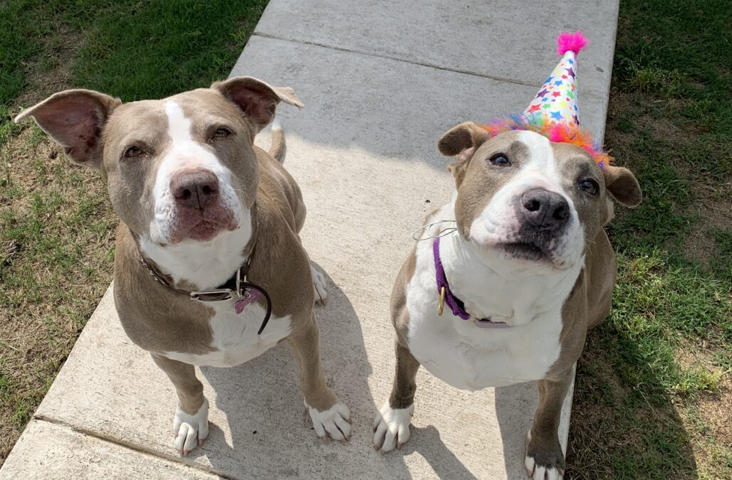 Girly and bela adoption hat celebration together