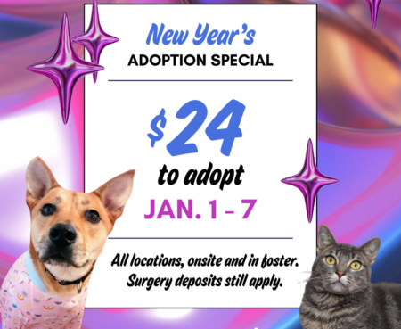 New Years Adoption Special Instagram Post