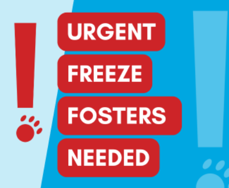 Urgent cold weather foster please blog thumbnail