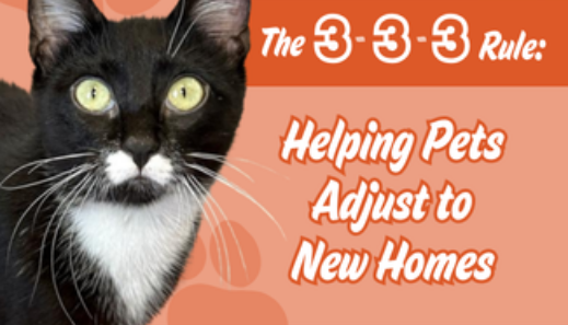 Blog Thumbnails EVERGREEN Jessica