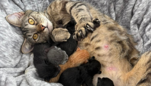 Expectant Moms Program Postcard copy