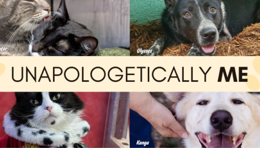 Unapologetically Me Blog Banner