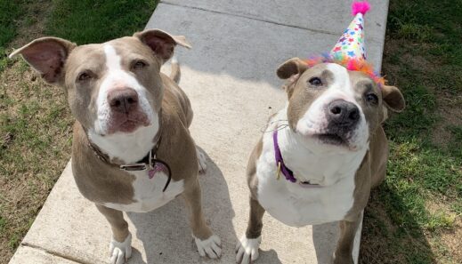 Girly and bela adoption hat celebration together