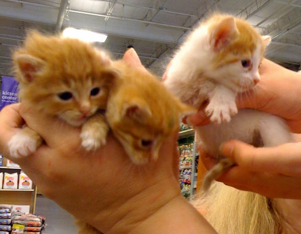 orange longhair kitten