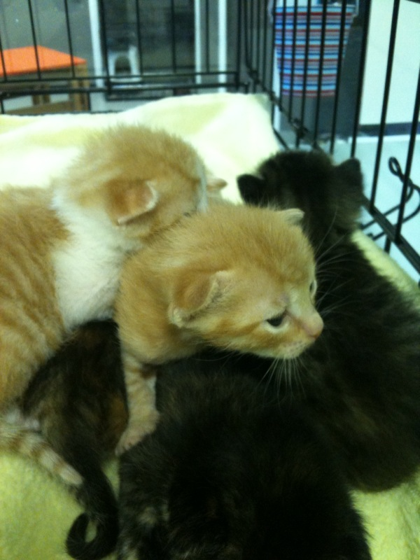Walgreen's Kittens
