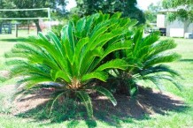 sago palm toxic to cats and dogs