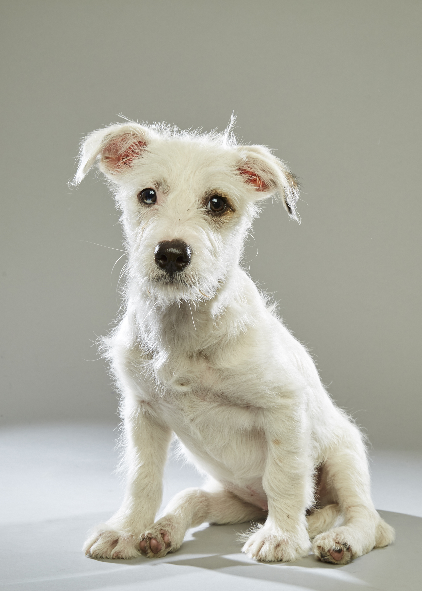 Hailey - Austin Pets Alive! Puppy Bowl